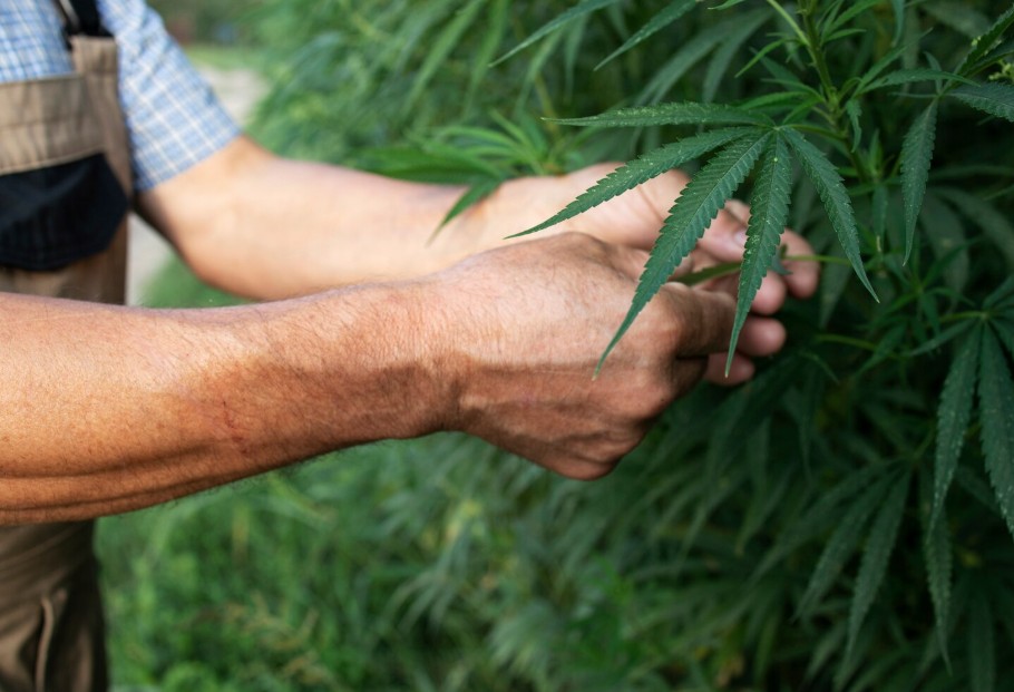 semillas a granel la guia de grow barato para saber cual elegir